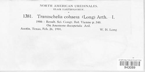 Tranzschelia cohaesa image